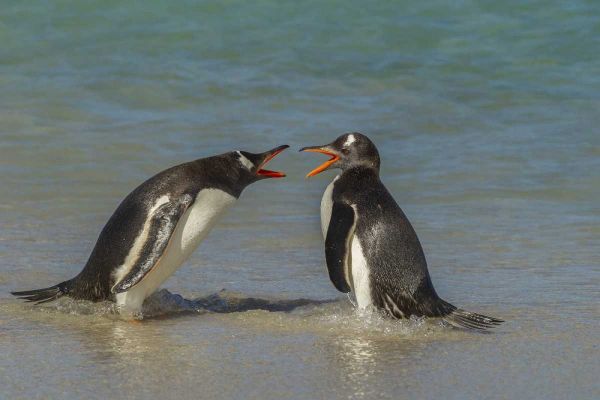 Bleaker Island Gentoo penguins arguing